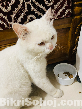 Persian cat male
